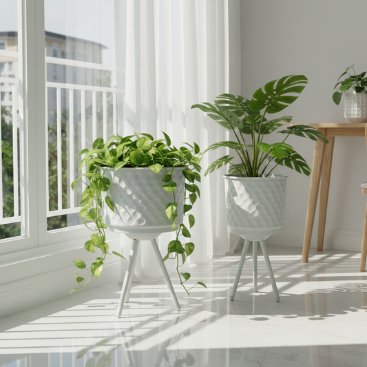 Indoor plants in white pots on a sunny day with large windows.