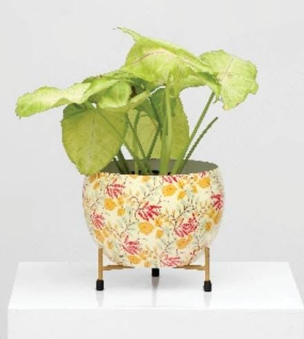 Designer Metal Bowl Planter – 6x6 Inch with Golden Stand