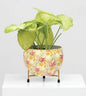 Designer Metal Bowl Planter – 6x6 Inch with Golden Stand